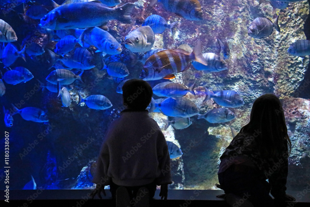 Fototapeta premium niños mirando peces en el aquarium de donostia san sebastian 4M0A4857-as25