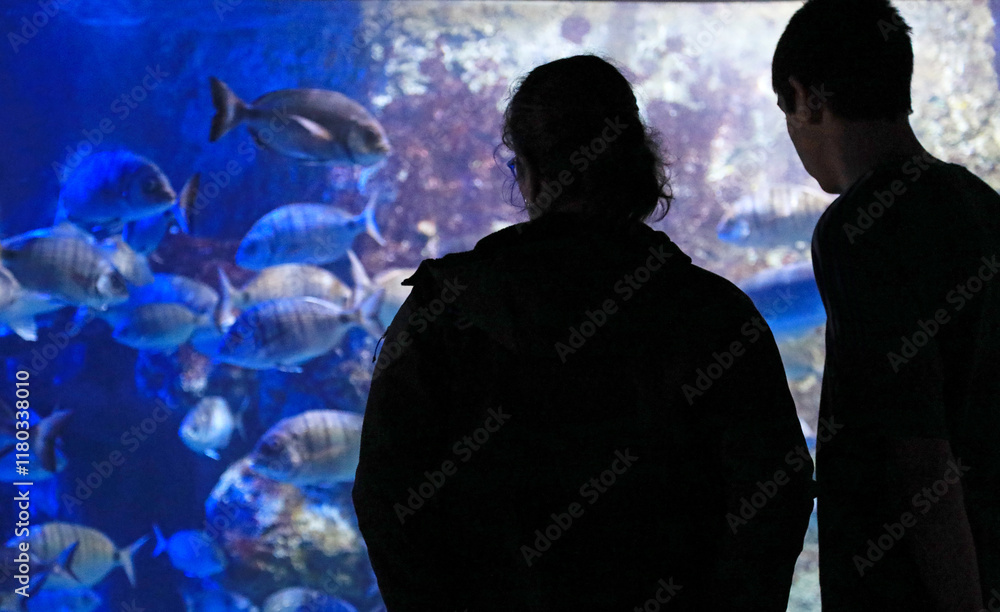 pareja mirando los peces en el aquarium de donostia san sebastian 4M0A4858as25 pareja mirando los peces en el aquarium de donostia san sebastian 4M0A4858as25
