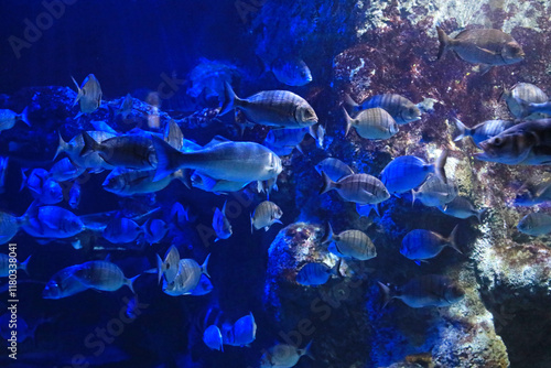 Canvas-taulu aquarium de donosti san sebastian interior con peces tiburones mantas rayas país