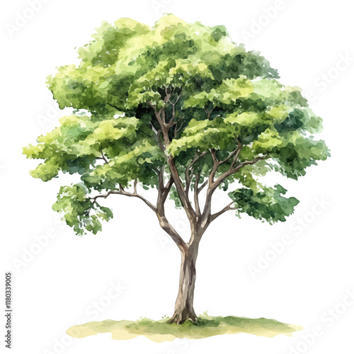 A watercolor of a teak tree, isolated on a white background. Teak tree vector.
