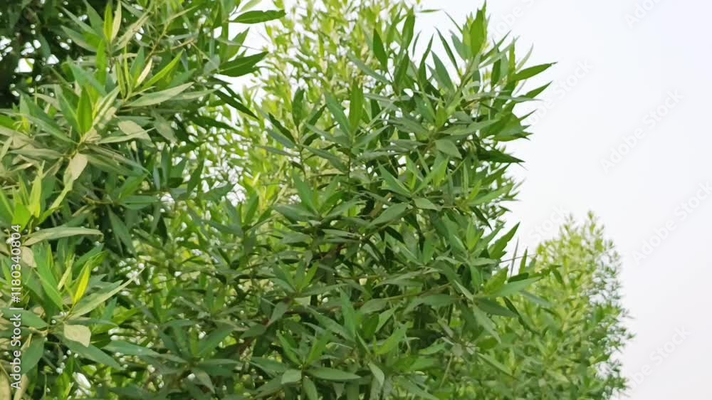 green leafy tree branches filled with lush foliage in a natural outdoor setting under the open sky green leafy tree branches filled with lush foliage in a natural outdoor setting under the open sky