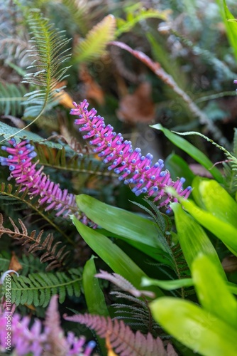 Close-up of vibrant pink and purple flowers amidst lush green foliage. Tropical plants in a garden setting. Scandrett Regional Park, Warkworth, Auckland, New Zealand photo