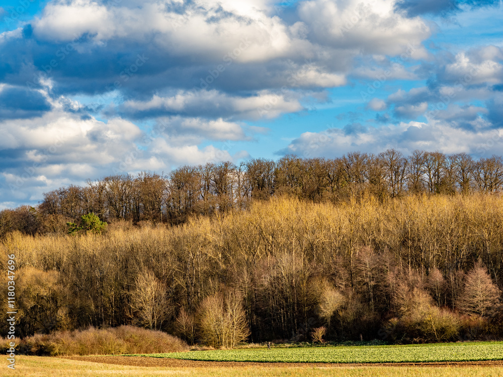 Fototapeta premium Mischwald im Winter