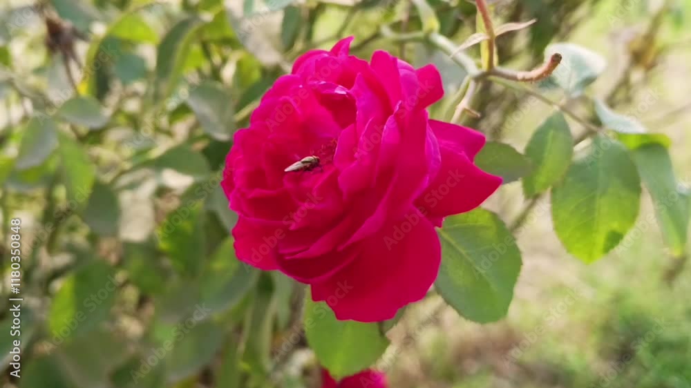 vibrant red rose blooming on a green bush with natural beauty in an outdoor garden environment vibrant red rose blooming on a green bush with natural beauty in an outdoor garden environment