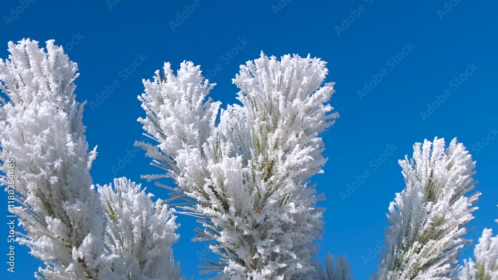 White fir tree against frozen clouds. A view of frozen fir tree against blue winter sky during day time. White fir tree against frozen clouds. A view of frozen fir tree against blue winter sky during day time.