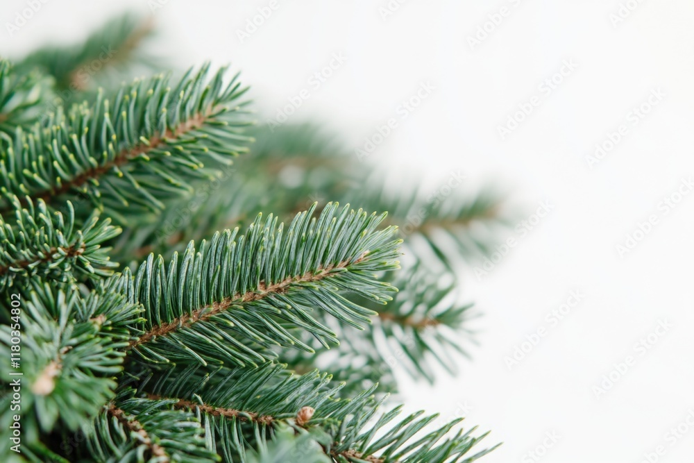 Close-up shot of a pine tree branch with needles and cones Close-up shot of a pine tree branch with needles and cones
