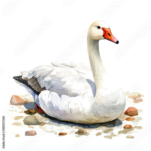 A watercolor of a swan goose resting on the shore, isolated on a white background. Swan goose vector.
