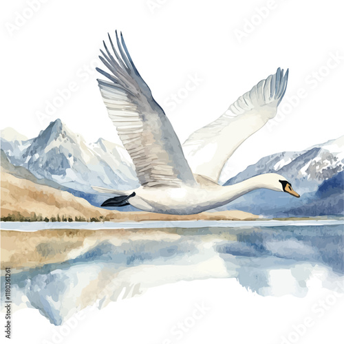 A watercolor of a swan family swimming in formation, isolated on a white background. Swan family vector.
