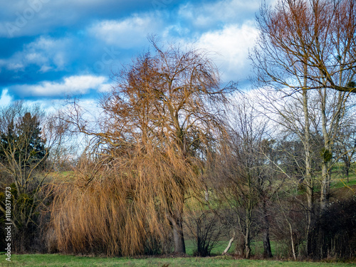 Weidenbaum im Winter photo