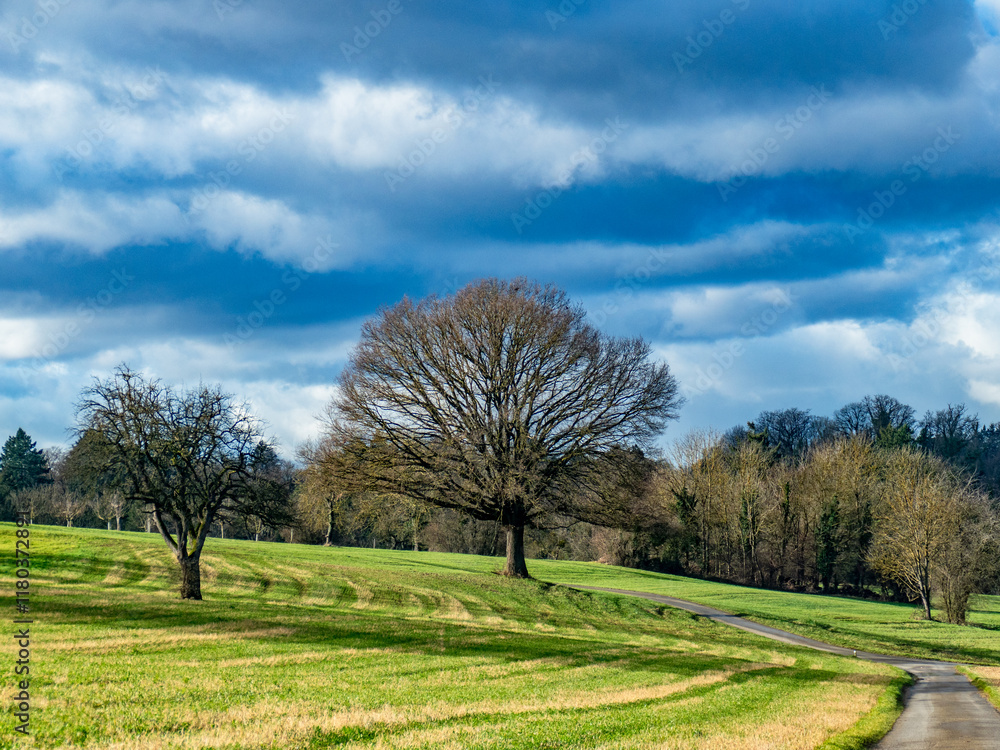 Obraz premium Baum im Winter