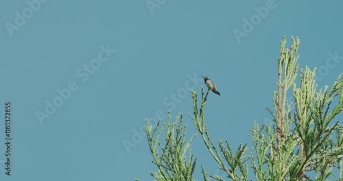 Hummingbird on the top of a coastal redwood tree  photo