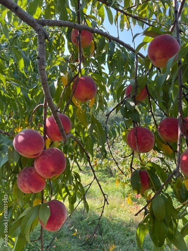 Peach tree