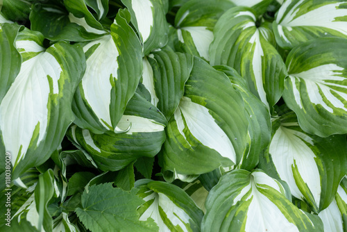 Beautiful vibrant hosta plant close up. Green leaves. Hosta flowers in the garden after rain