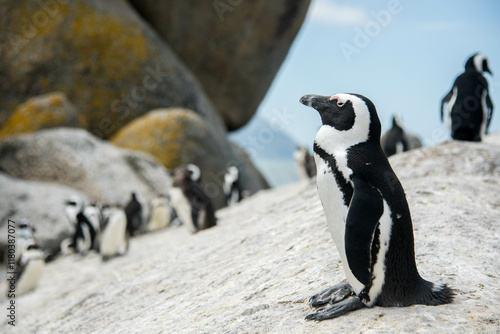 South African Cape penguin stands apart from the group and suns itself