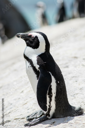 South African Cape Penguin suns itself on the rocks
