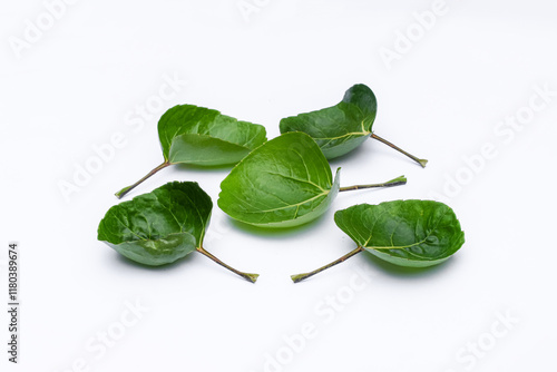 Mangkokan leaves (Polyscias scutellaria) white background photo