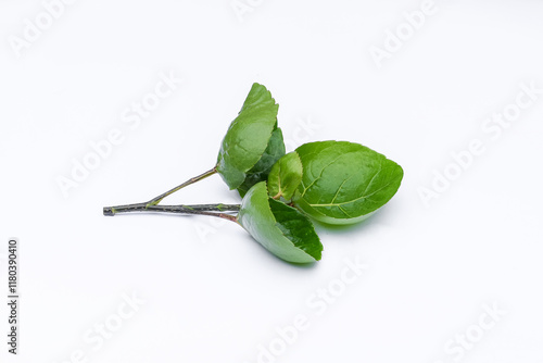 Mangkokan leaves (Polyscias scutellaria) white background photo