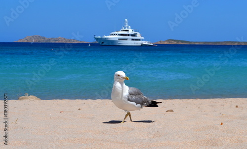Sardegna -isola Italia  -ucelli e barca 