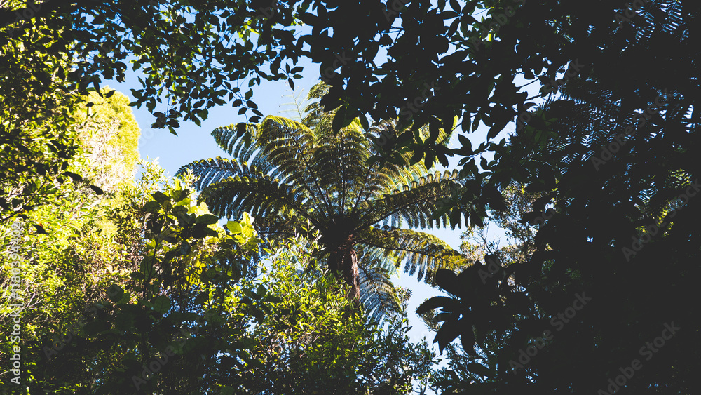 Fototapeta premium New zealand fern tree ponga huge big green native plant