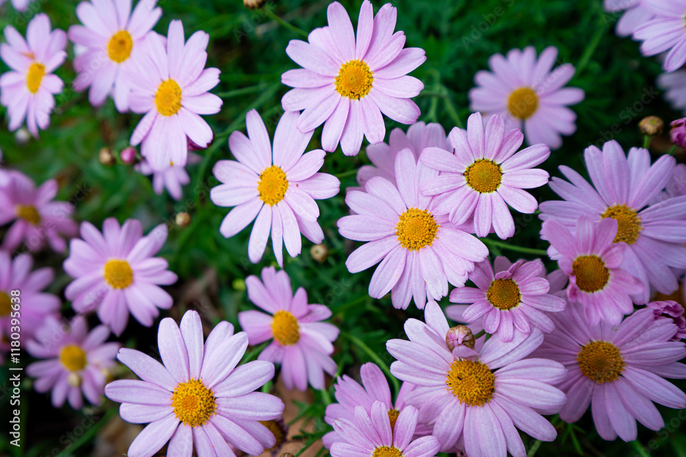 Fototapeta premium A beautiful cluster of pink flowers with yellow centers, creating a vibrant and cheerful display against lush green foliage.