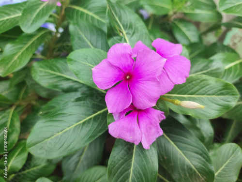 Pink Periwinkle Cluster, Cluster of pink periwinkle flowers amidst green foliage.