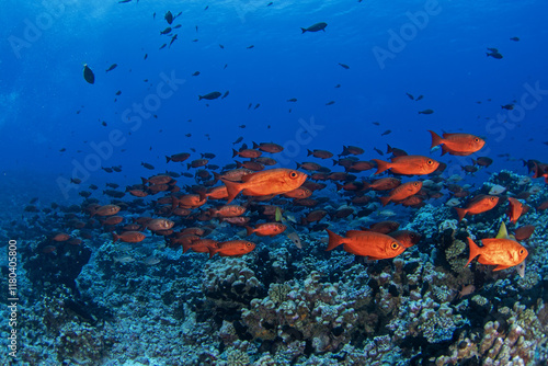 Huge shoal of Priacanthus hamrur in French Polynésia. School of moontail bullseye are keep neer the sea bottom. Red fish with big eyes. photo