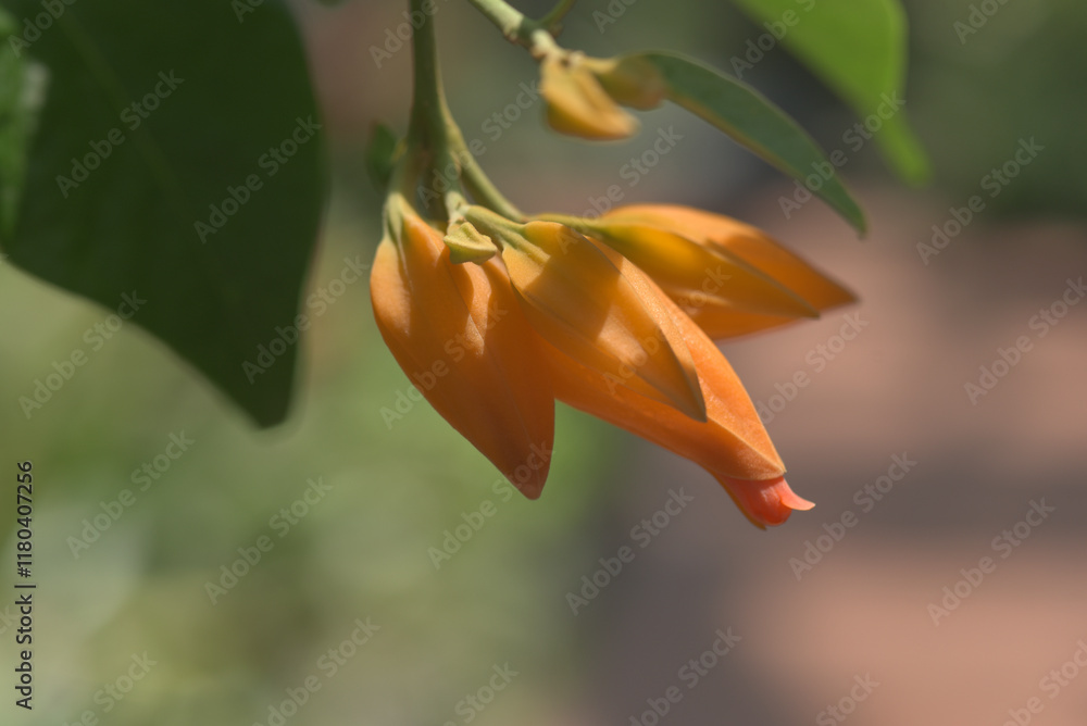 Obraz premium ファヌリヨア・アウランチアカ