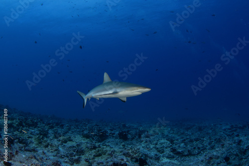 Grey reef shark during dive in Fakarava atoll. Reef shark on the bottom.  photo