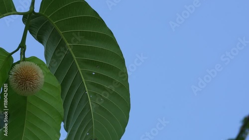 Neolamarckia cadamba (Jabon, Nauclea cadamba, burflower-tree, laran, Leichhardt pine, kadam, empayang, worotua). This tree is used for matchsticks, shoe soles, boards and this tree is sacred in India photo