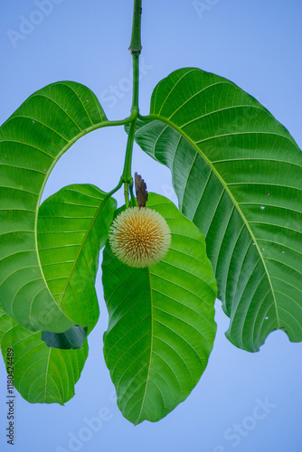 Neolamarckia cadamba (Jabon, Nauclea cadamba, burflower-tree, laran, Leichhardt pine, kadam, empayang, worotua). This tree is used for matchsticks, shoe soles, boards and this tree is sacred in India photo