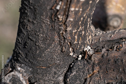 fungal disease on a tree trunk. selective focus photo