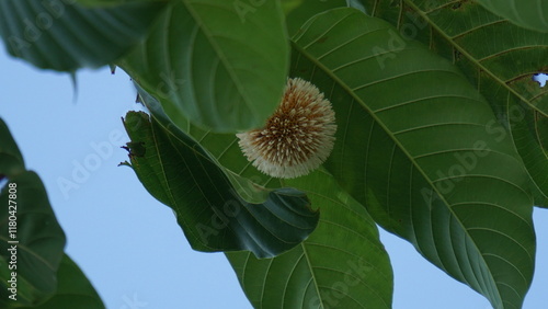 Neolamarckia cadamba (Jabon, Nauclea cadamba, burflower-tree, laran, Leichhardt pine, kadam, empayang, worotua). This tree is used for matchsticks, shoe soles, boards and this tree is sacred in India photo