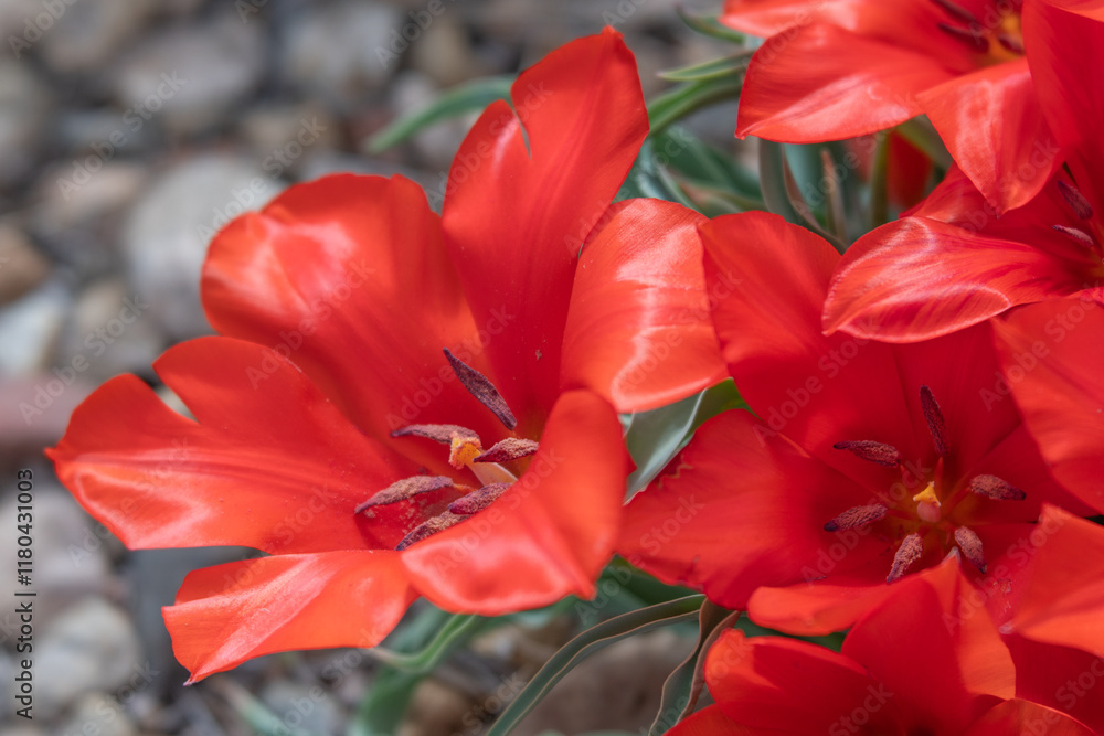 Close-up Cluster of Red Species Tulips in Rocky Garden Close-up Cluster of Red Species Tulips in Rocky Garden