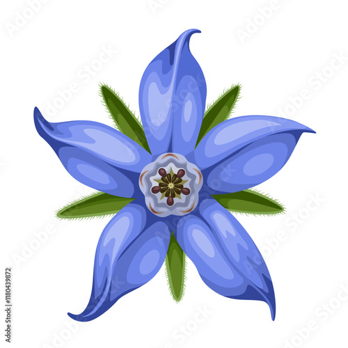 Illustration of Borage flower or Borago officinalis, isolated on white background.