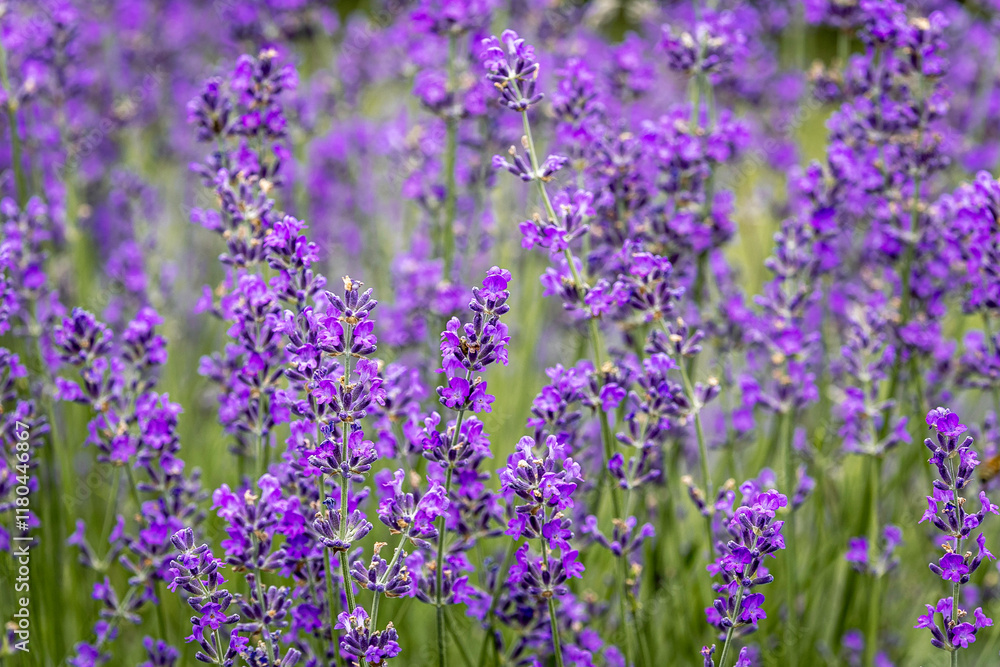 Obraz premium Lavender flowers blooming in the field in the summer. Ontario, Canada