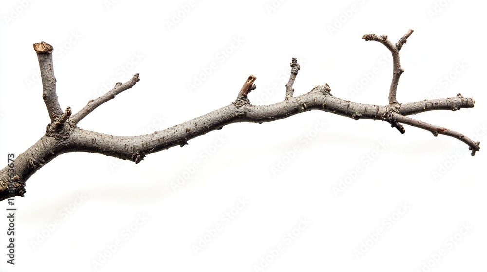 Close-up of a tree branch, isolated on white background Close-up of a tree branch, isolated on white background
