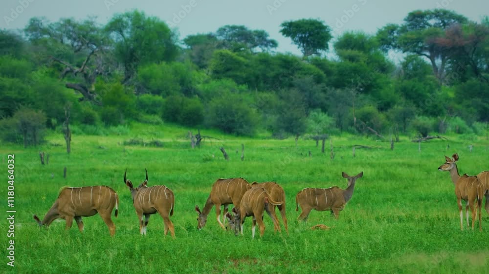 A herd of African greater kudu (Tragelaphus strepsiceros) grazing grass in Savanah. A herd of African greater kudu (Tragelaphus strepsiceros) grazing grass in Savanah.