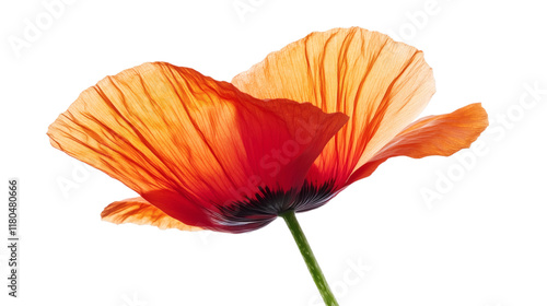 poppy orange  flower isolated on white background