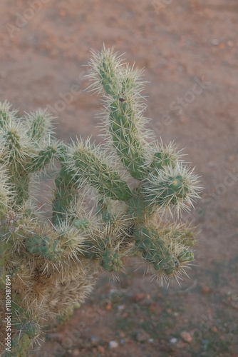 Views from the campsite in Arizona photo