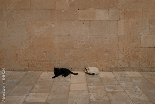 Lonely Alley Cats in Croatia photo