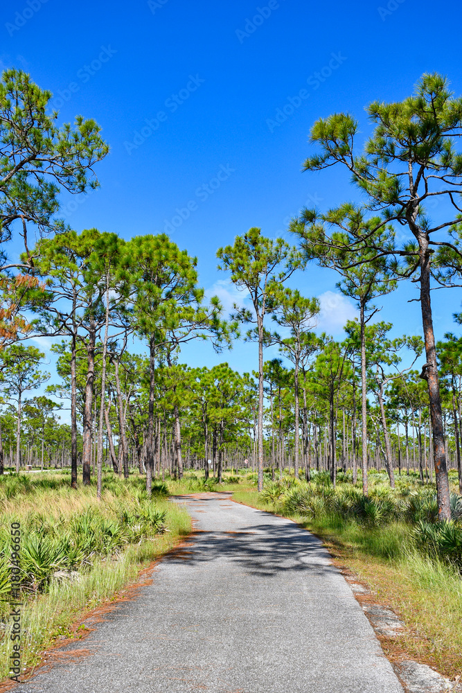 Bike and walking path through Jonathan Dickinson State Park in Martin County, Florida. Bike and walking path through Jonathan Dickinson State Park in Martin County, Florida.