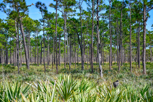 Thick pine tree forest at Jonathan Dickinson State Park in Martin County, Florida.  photo