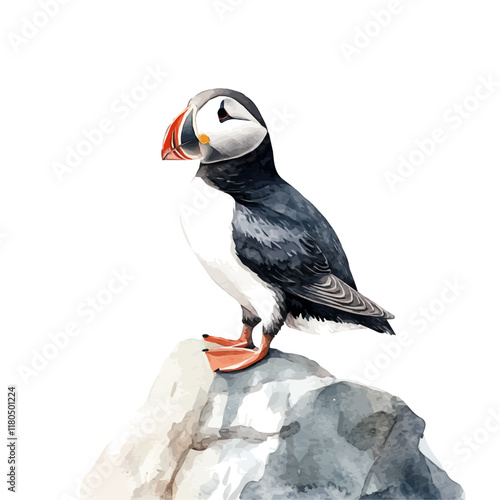 A watercolor painting of a puffin standing on a rocky ledge, isolated on a white background. Puffin rocky ledge vector.
