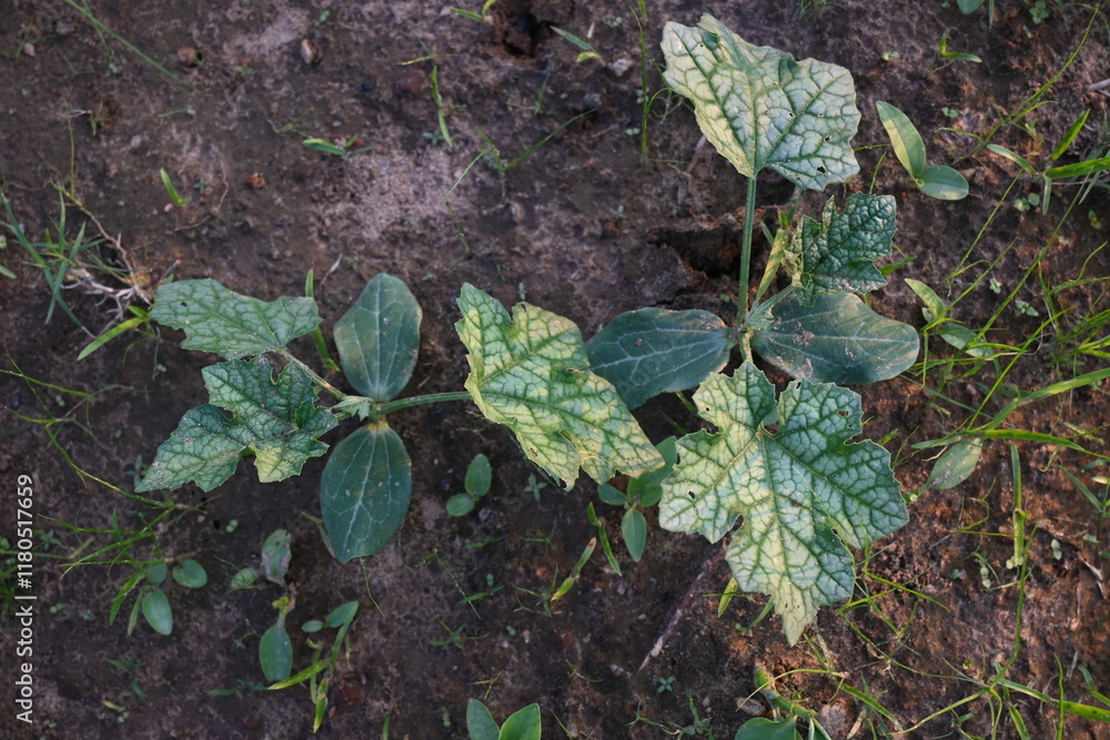 Fototapeta premium Sponge gourd plant. Its other names Luffa cylindrica, the sponge gourd, Egyptian cucumber or Vietnamese luffa. It is an annual species of vine cultivated for its fruit.
