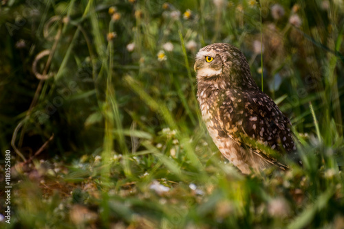 Burrowing owl (2)
