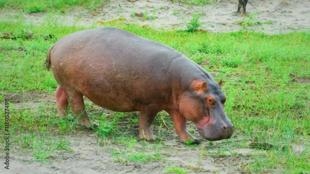 A hippo (Hippopotamus amphibius) in natural habitat, graze on ashore of the river bank. Moremi, Okavango delta, Botswana. A hippo (Hippopotamus amphibius) in natural habitat, graze on ashore of the river bank. Moremi, Okavango delta, Botswana.