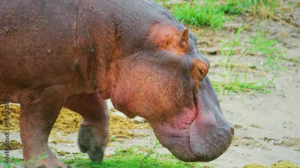 Close up shot of wild Common Hippopotamus eating fresh grass in nature of south africa. Close up shot of wild Common Hippopotamus eating fresh grass in nature of south africa.
