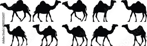 Camel silhouette set vector design big pack of desert illustration and icon