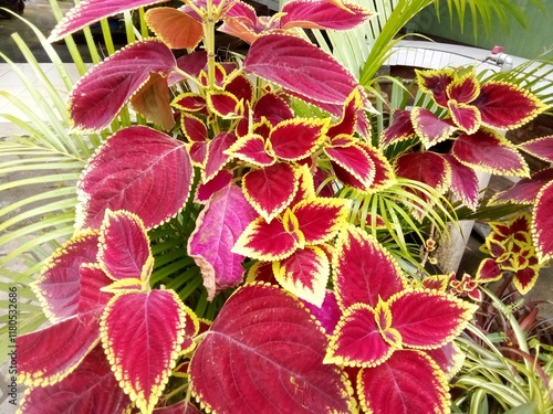 One type of Miana plant, the color and shape of the leaves are really beautiful. The color of the leaves is dominated by pink with white on the edges.