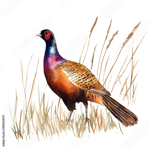 A watercolor painting of a pheasant walking in tall grass, isolated on a white background. Pheasant tall grass vector.
